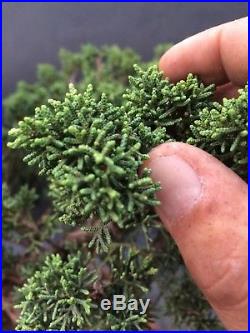 Bonsai Juniperus Chinensis Kishu per boschetto-multitronco