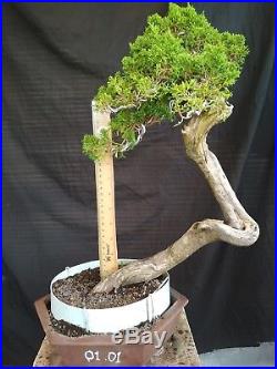 Bonsai Juniperus Chinensis Sargentii 01.01