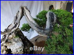 Bonsai Juniperus Chinensis Sargentii 28.1326 Very Old Tree
