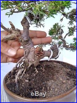 Bonsai Juniperus Chinensis Sargentii Bonus Chinese Pot