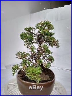 Bonsai Juniperus Chinensis Sargentii Bonus Chinese Pot