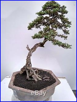 Bonsai Juniperus Horizontalis 37.450
