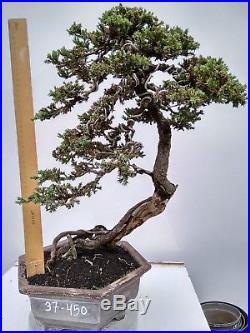 Bonsai Juniperus Horizontalis 37.450