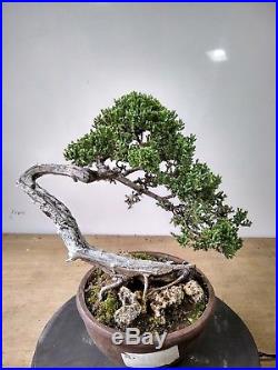 Bonsai Juniperus Horizontalis BUNJIN STYLE