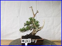 Bonsai Juniperus Sargentii 28.876