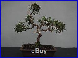 Bonsai Juniperus chinensis Chinesischer Wacholder 150010