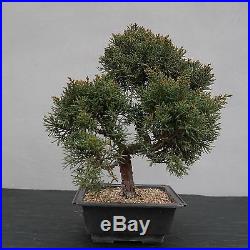 Bonsai Juniperus chinensis Chinesischer Wacholder 150111