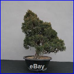Bonsai Juniperus chinensis Chinesischer Wacholder 150116