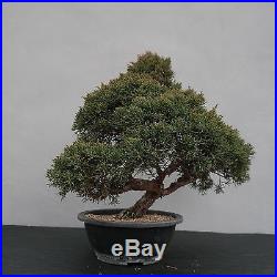 Bonsai Juniperus chinensis Chinesischer Wacholder 150116