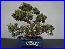 Bonsai Juniperus chinensis Chinesischer Wacholder 150118
