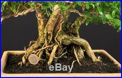 Bonsai Junischnee Baum Der 1000 Sterne Serissa Foetida Indoor Alt Nebari