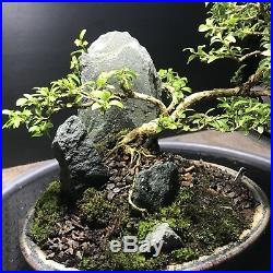 Bonsai Kingsville Boxwood sekijoju Root over Rock 16 Years, Japanese pot