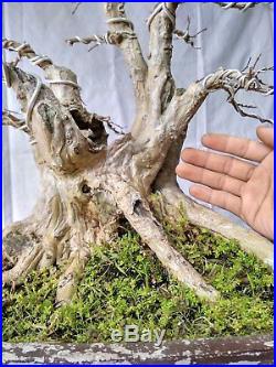 Bonsai Lagerstroemia Indica WHITE FLOWERING TREE