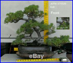 Bonsai Large Chinese Juniper Bonsai Tree