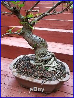 Bonsai Live Tree 25 year old Ficus