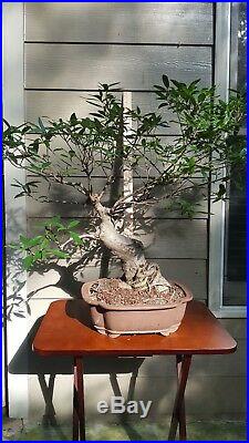 Bonsai Live Tree 25 year old Ficus