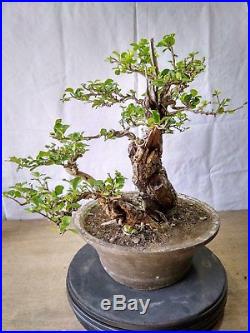 Bonsai Maclura Cochinchinensis MATURE TREE