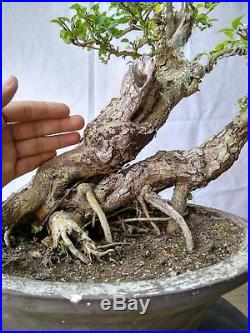 Bonsai Maclura Cochinchinensis MATURE TREE