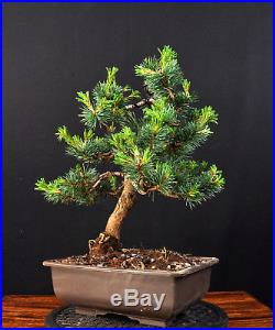 Bonsai Mädchenkiefer Kiefer Pinus Pentaphylla Glauca Japan Outdoor