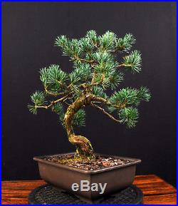 Bonsai Mädchenkiefer Kiefer Pinus Pentaphylla Glauca Japan Outdoor