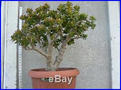 Bonsai Micro Jade 30 Tall From Bottom Of Pot 22 Wide