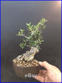 Bonsai Olivo Selvatico