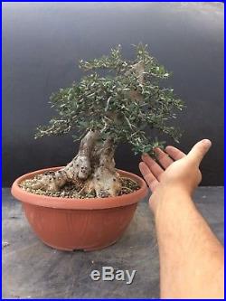 Bonsai Olivo Selvatico