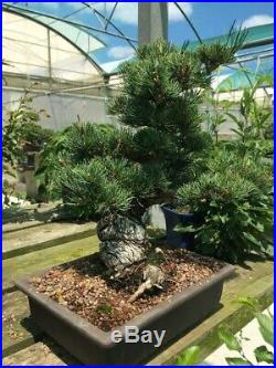 Bonsai Pinus Pentaphylla 33 Years Old With Pot Included