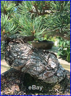 Bonsai Pinus Pentaphylla 33 Years Old With Pot Included