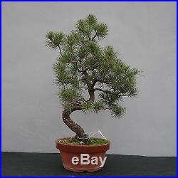 Bonsai Pinus pentaphylla parviflora Japanische Mädchenkiefer 150099