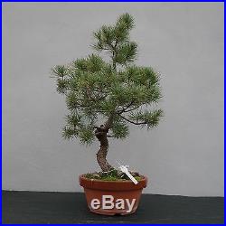 Bonsai Pinus pentaphylla parviflora Japanische Mädchenkiefer 150099
