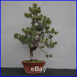 Bonsai Pinus pentaphylla parviflora Japanische Mädchenkiefer 150102