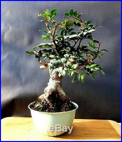 Bonsai Pistacia lentiscus Exotic plant- Mastic Tree 20 year old tree