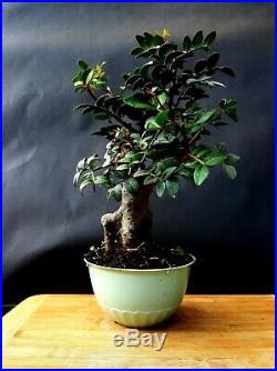 Bonsai Pistacia lentiscus Exotic plant- Mastic Tree 20 year old tree