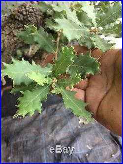 Bonsai Quercia Quercus Pubescens