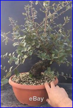 Bonsai Quercia da Sughero Quercus Suber