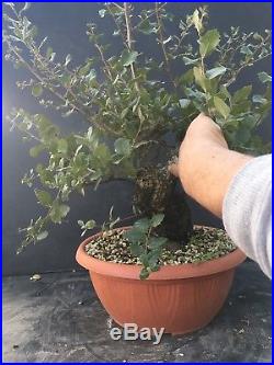 Bonsai Quercia da Sughero Quercus Suber