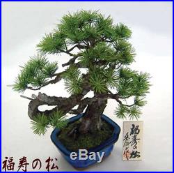 Bonsai Replica Pine Tree Fukuju no Matsu from Japan
