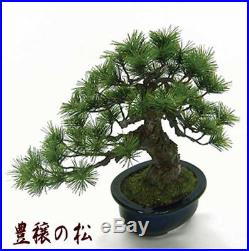Bonsai Replica Pine Tree Houjou no Matsu from Japan