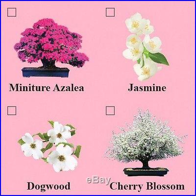 Bonsai Seed Kit, Flowering, Cherry Blossom, Complete Kit to Grow, New