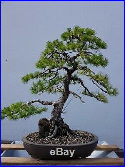 Bonsai Solitär Japanische Mädchenkiefer Pinus Parviflora