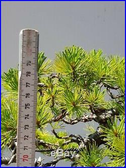 Bonsai Solitär Japanische Mädchenkiefer Pinus Parviflora