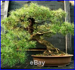 Bonsai Specimen Tree Scots Pine SPST-1215
