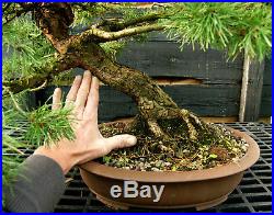 Bonsai Specimen Tree Scots Pine SPST-1215