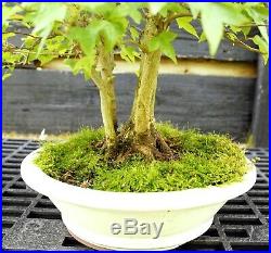 Bonsai Specimen Tree Trident Maple TMST-429B