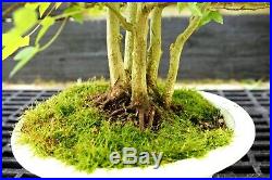 Bonsai Specimen Tree Trident Maple TMST-429B