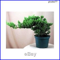 Bonsai Starter Tree Plant Japanese Chinese Juniper Indoor Dwarf New Great Gift