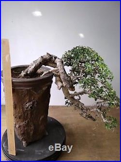 Bonsai Streblus Asper VERY OLD TREE