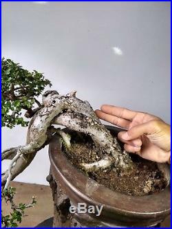 Bonsai Streblus Asper VERY OLD TREE