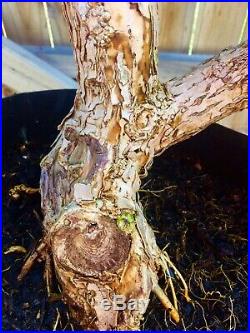 Bonsai Style Pre-bonsai Bougainvillea 3 inch Tree Trunk Purple #02
